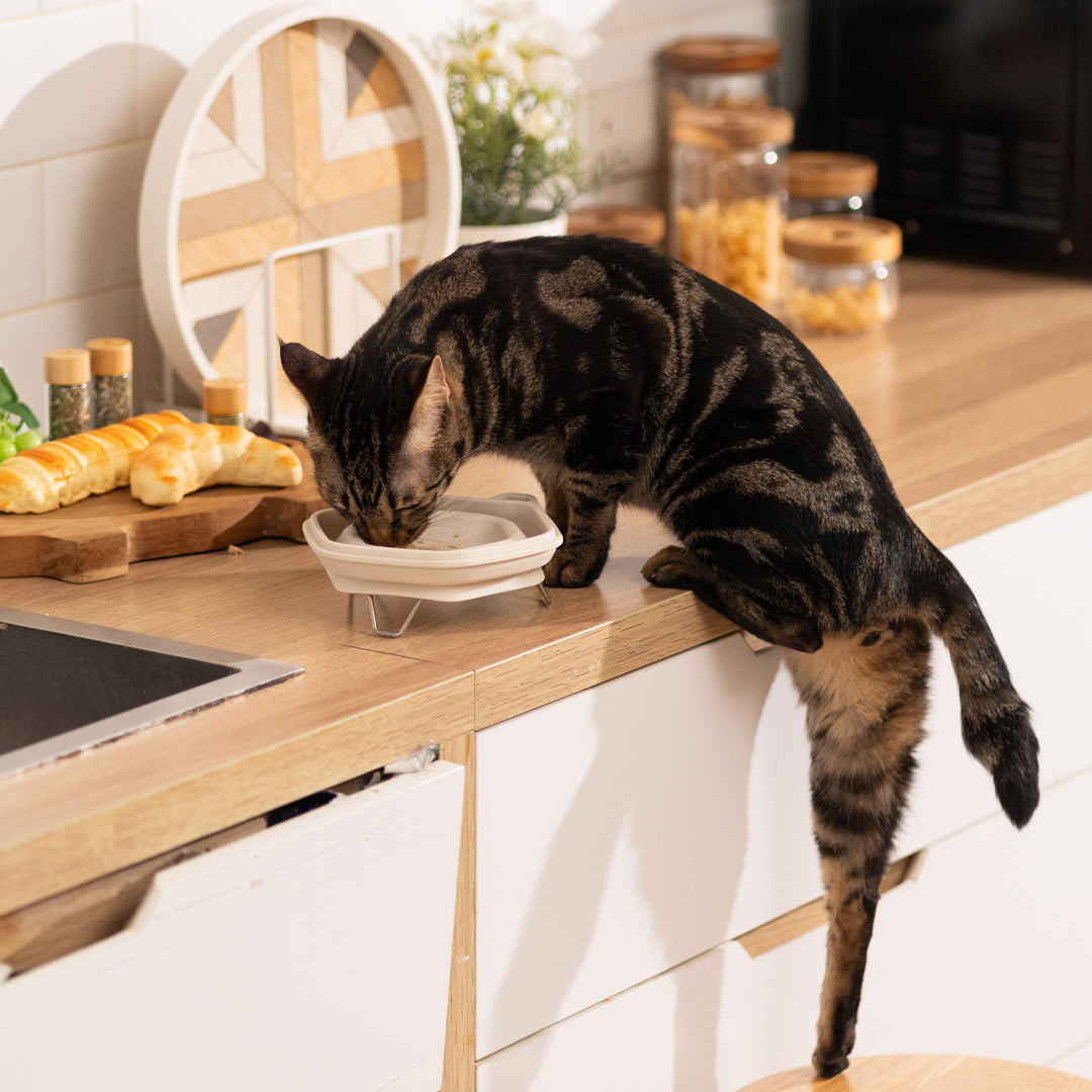 Dinon Portable Pet Bowl