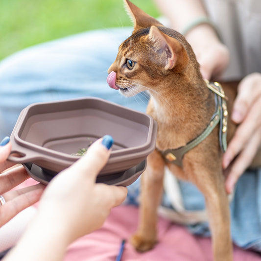Dinon Portable Pet Bowl