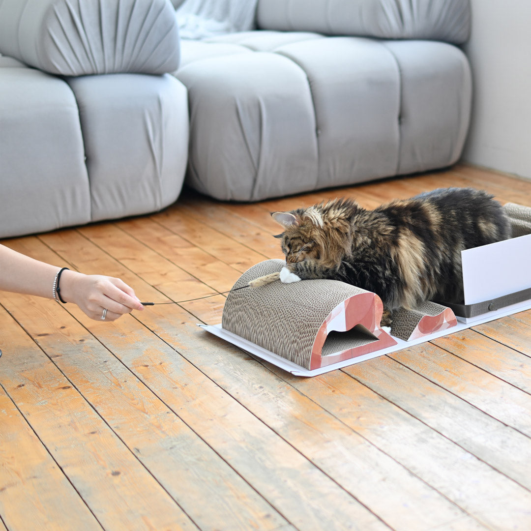 Mystery Box-Cat Scratch Box